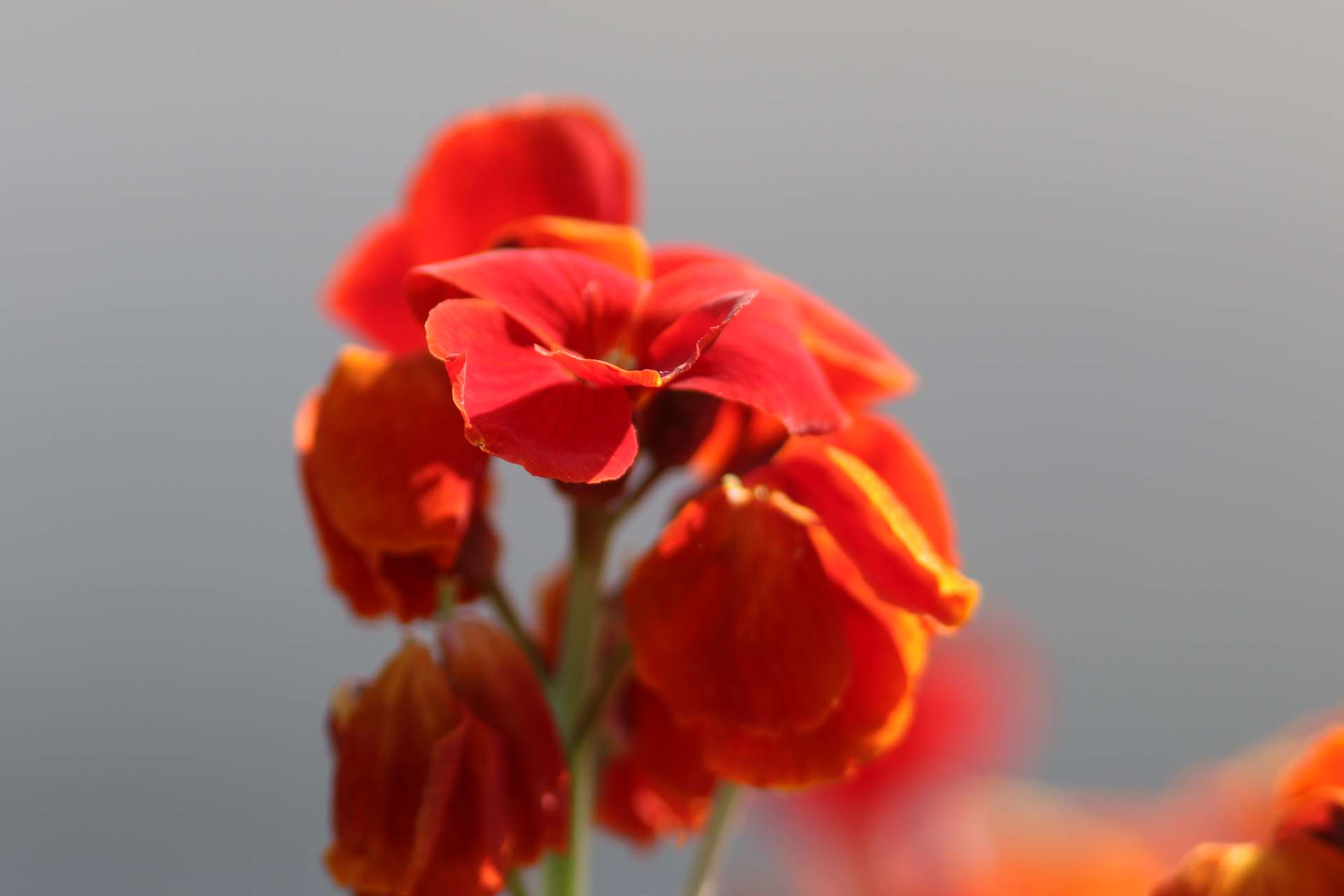 miniphoto