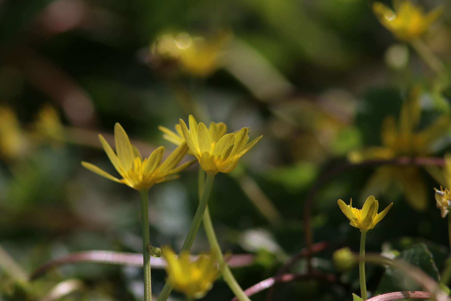 miniphoto